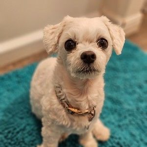 Meet your Posher, Annie